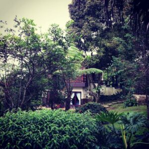Suasana Villa Kawah Ratu House di Gunung Salak Endah, masih asri dengan tumbuhan hijau