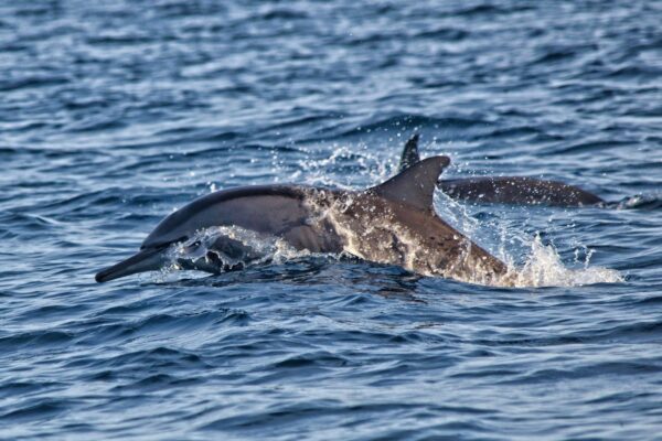 wisata dolphin Lovina